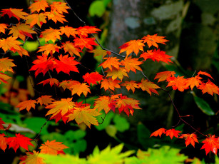Картинка природа листья осень клен