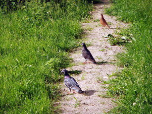 Картинка животные голуби трава лето дорожка птицы
