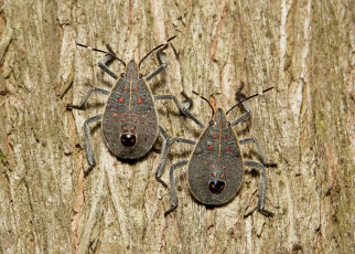 Картинка животные насекомые жуки макро