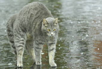 Картинка животные коты дугой дождь улица лужи кошка кот спина