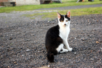 Картинка животные коты черно-белый