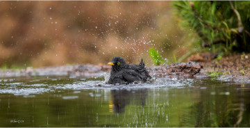 Картинка животные птицы птица лужа вода
