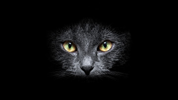 Картинка животные коты кошка голова серая взгляд