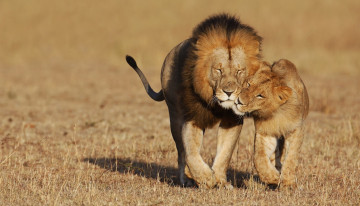 Картинка животные львы львица лев саванна хищники ласка нежность пара