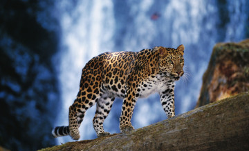 Картинка животные леопарды леопард зверь хищник бревно