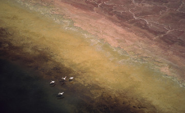 Картинка животные фламинго птицы полет берег озеро
