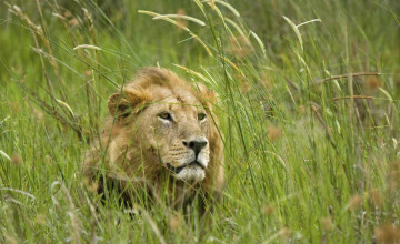 Картинка животные львы трава хищник зверь лев
