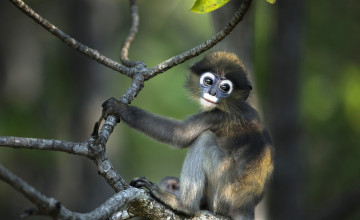 Картинка животные обезьяны обезьяна мартышка ветка