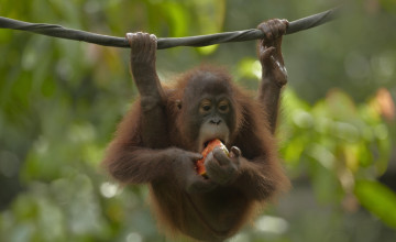 Картинка животные обезьяны орангутанг обезьяна веревка кусок арбуз