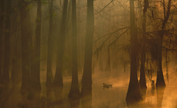 Картинка животные утки туман деревья рассвет