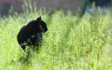 Картинка животные коты черный кошка кот трава луг