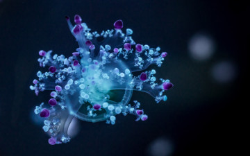 Картинка животные медузы медуза щупальца вода