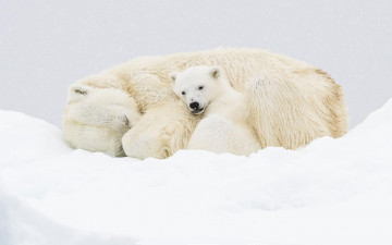 обоя животные, медведи, белые, снег, медвежонок, медведица, полярные