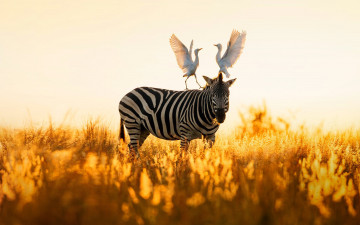 Картинка животные разные+вместе природа египетская цапля rietvlei nature reserve зебра
