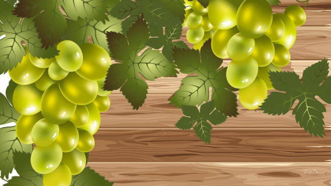 Обои картинки фото векторная графика, природа , nature, виноград, гроздь, листья
