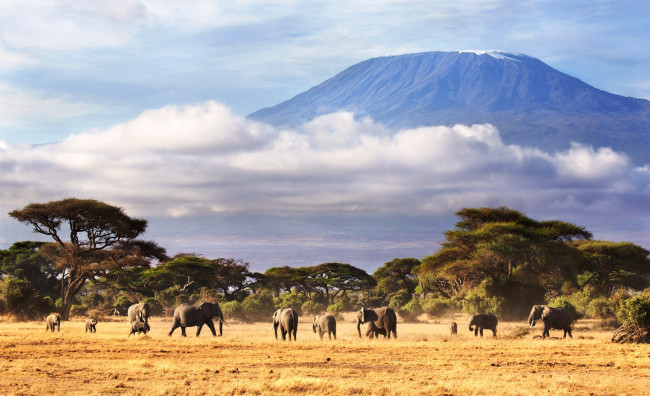 Обои картинки фото животные, слоны, гора, килиманджаро, облака, саванна, деревья, стадо