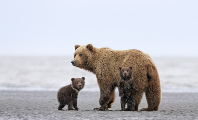 Обои картинки фото животные, медведи, медведица, медвежата, песок, море, берег