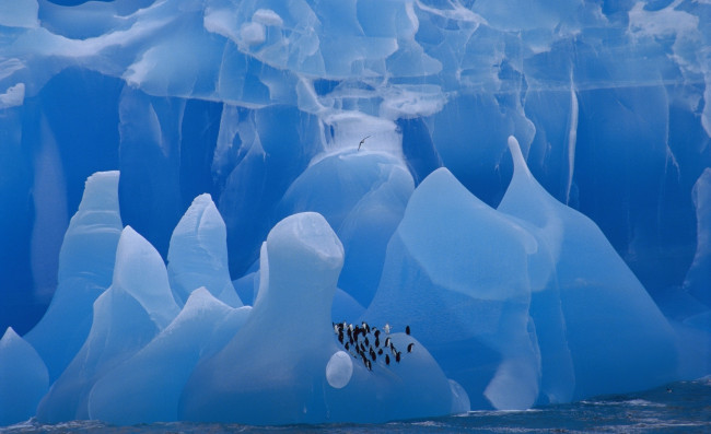 Обои картинки фото животные, пингвины, вода, лед, стая