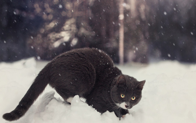 Обои картинки фото животные, коты, кот, снег, зима