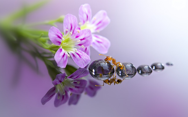 Обои картинки фото животные, насекомые, цветы, отражение, капли, муравей