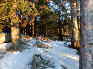 Картинка природа зима деревья снег лес