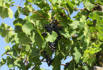 Картинка природа Ягоды +виноград виноград листья