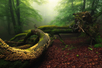 Картинка природа лес простор