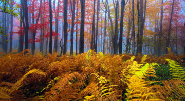 Картинка природа лес деревья папоротник осень