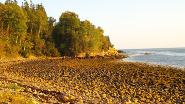 Картинка природа побережье вода камни деревья