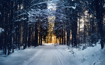 Картинка природа дороги лесная дорога зима снег