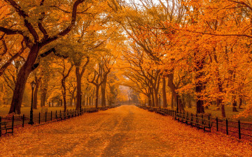 Картинка природа дороги осень фонари осенний парк скамейки ограда деревья дорога