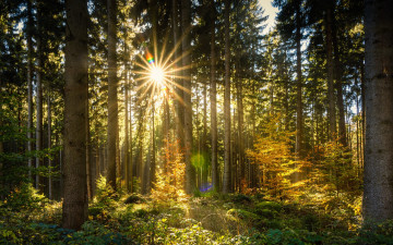 Картинка природа лес осень лучи деревья солнце