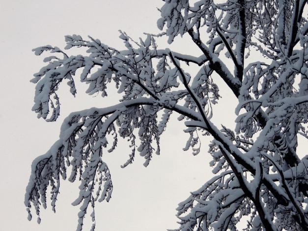 Обои картинки фото природа, зима, ветки, снег