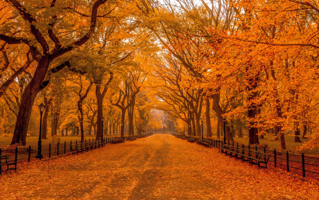 Обои картинки фото природа, дороги, осень, фонари, осенний, парк, скамейки, ограда, деревья, дорога