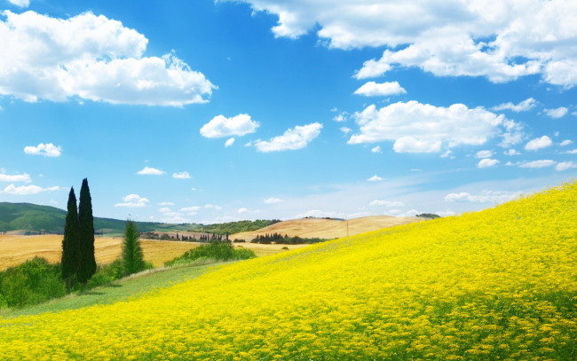Обои картинки фото природа, луга, голубое, небо, луг, цветы, поле