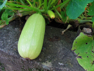 Картинка природа плоды кабачок