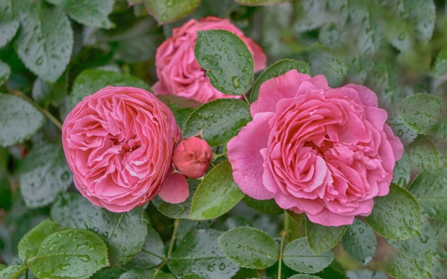 Обои картинки фото цветы, розы, куст, розовые, капли