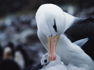 Картинка животные альбатросы