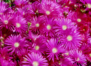 Картинка цветы аизовые mesembryanthemum ливингстон ромашки