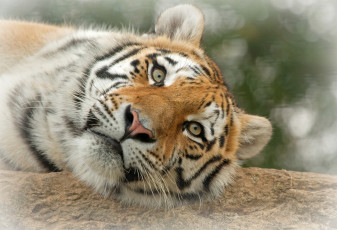 Картинка ©+ania+jones животные тигры тигр морда
