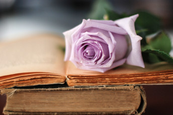 Картинка цветы розы книги бутон