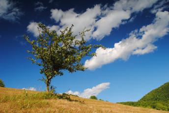 Картинка природа деревья поле трава дерево облака