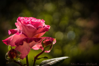 Картинка цветы розы роза лепестки бутоны макро
