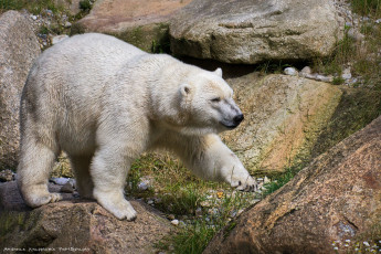 Картинка животные медведи медведь белый полярный