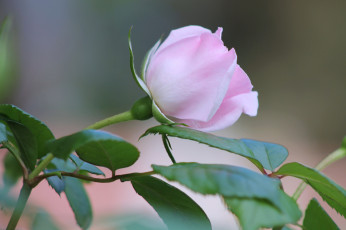 Картинка цветы розы роза бутон лепестки стебель листья