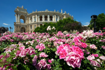 обоя одесский национальный академический театр оперы и балета, города, - здания,  дома, одесса, украина, театр, цветы, розы, кусты