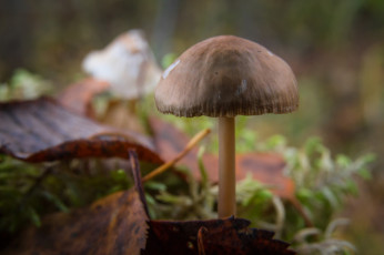 Картинка природа грибы макро гриб