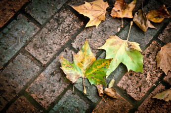 Картинка природа листья осень плитка тротуар макро