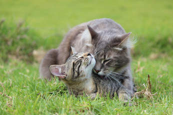 Картинка животные коты кошка котенок трава серые забота