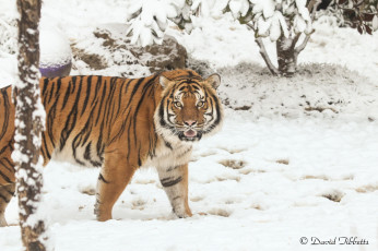 Картинка животные тигры тигр зима снег